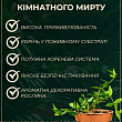 Мирт кімнатний