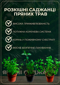 Орегано "Panta"6