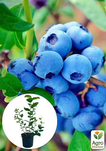 Лохина (чорниця садова) 2 роки "Патріот" С1,5 висота 50-60см