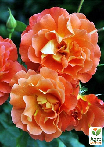 Роза плетистая "Оранжевое солнышко" (саженец класса АА+) высший сорт - фото 2