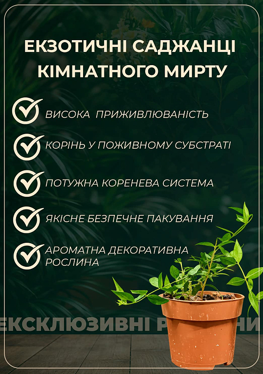 Мирт кімнатний - фото 4
