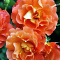 Роза плетистая "Оранжевое солнышко" (саженец класса АА+) высший сорт купить
