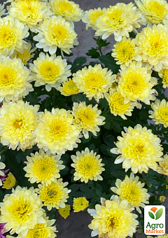 Хризантема мультифлора шарообразная "Superba Yellow" 1