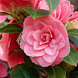 Камелия японская "Princess Baciocchi" цена