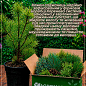 Сосна "Негиши" (Pinus parviflora "Negishi") C2, высота 30-40см