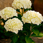 Гортензия крупнолистная белая "Bright White"