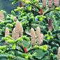 Пихта Греческая 5-и летняя (Abies cephalonica) высота 40-50 см