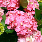 LMTD Гортензия крупнолистная цветущая 2-х летняя "Early Pink" (20-30см) цена