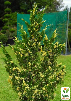 Можжевельник китайский "Stricta Variegata" вазон С1,5 высота 15-25см19