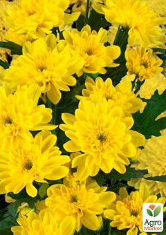 Хризантема букетная срезочная "Zembla Yellow" 1