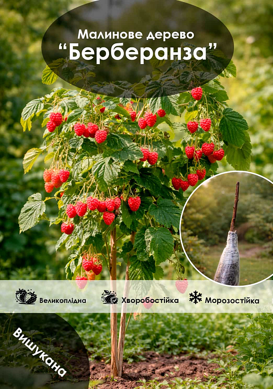 Эксклюзив! Малиновое дерево "Берберанза"