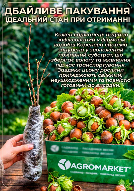 Фундук (In vitro) «Тонда ди Джиффони» (итальянский, высокоурожайный, ранний сорт)