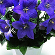 Ширококолокольчик (platycodon) "Grandiflorus Mariesii"