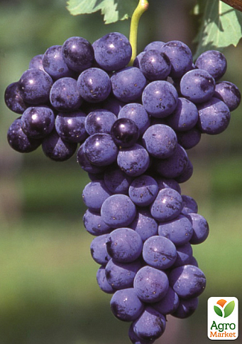 Виноград "Мерло" (французький винний сорт)