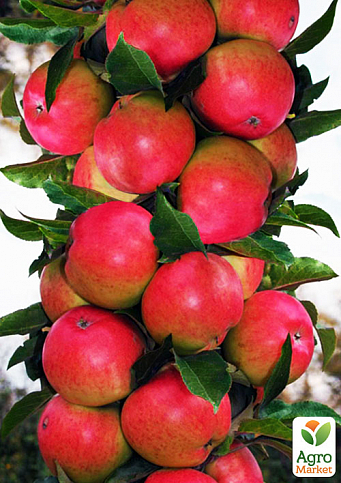 Яблуня колоновидна "Піонер" (літній сорт, пізній термін дозрівання)
