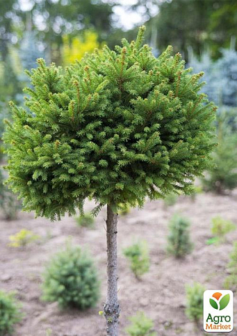 Ялина європейська звичайна на штамбі (Picea abies) С2, висота 60-80см - фото 3