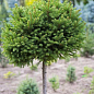 Ель европейская обыкновенная на штамбе (Picea abies) С2, высота 60-80см цена