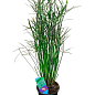 LMTD Пальма Зонтичная "Cyperus alternifolius" высота 60-70см