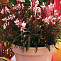 Гаура lindheimeri "Medium Pink" (вазон С1.5, ефектний багаторічник) цена