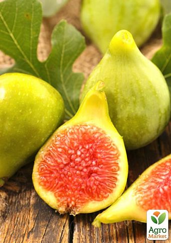 Инжир золотистый "Вердал" саженец 2 года ( ранний, крупноплодный сорт) - фото 4