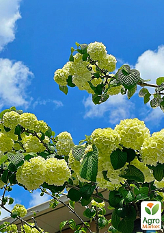 Ексклюзив! Гортензія волотиста лайм "Ріо-Гранде" (Rio Grande) (морозостійкий сорт)18