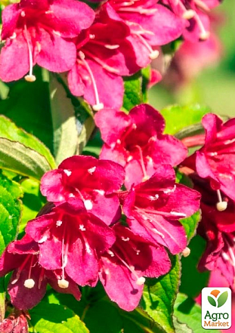 Вейгела квітуча 2-річна "Bristol Ruby" С1, висота 20-40см - фото 3