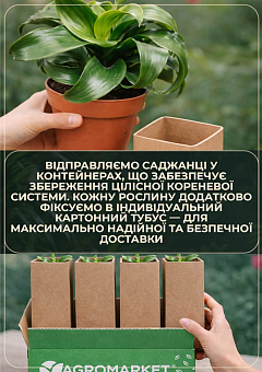 LMTD Гортензия крупнолистная цветущая 3-х летняя "Jip Pink" (30-40см)4
