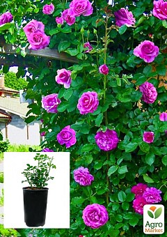 Роза в контейнере плетистая "Violette Parfume" (саженец класса АА+)1