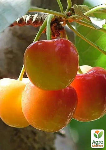 Черешня розовая "Нежность" (летний сорт, среднепоздний срок созревания)