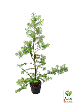 Модрина японська Кемпфера 2-х літня (Larix kaemp) С1,5 висота 60-80см9