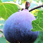 Инжир "Сухумский фиолетовый" саженец 2 года (ремонтантный, крупноплодный сорт, средний срок созревания)