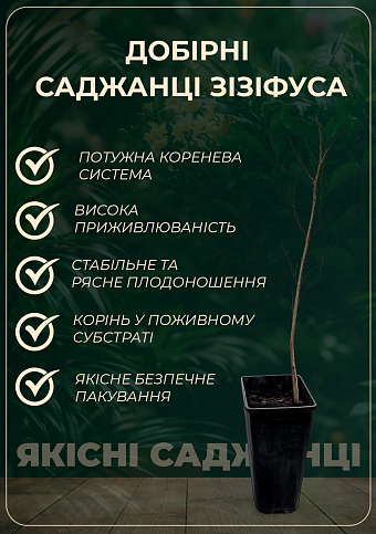 Зізіфус 1-річний щеплений "Вахський" (ранній, великоплідний сорт) - фото 3