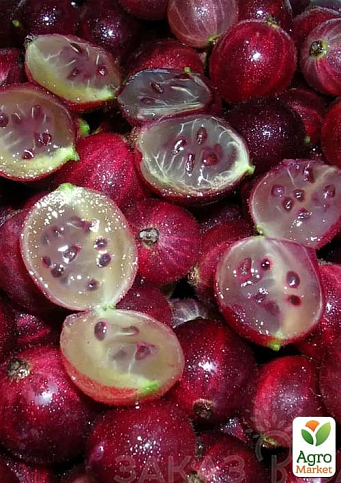 Крыжовник "Криспа" (средне-ранний срок созревания) - фото 2