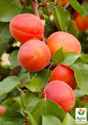 Абрикос "Фарліс" (літній сорт, пізній термін дозрівання)