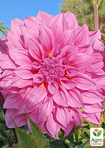 Жоржина "Arthur Hambley" (гігантська квітка) - фото 2