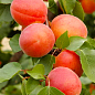 Абрикос "Фарліс" (літній сорт, пізній термін дозрівання)