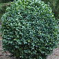Самшит вічнозелений "Buxus sempervirens" 2-х річний саджанець