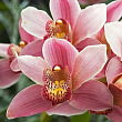 Цимбидиум микс "Райское наслаждение" (Cymbidium mixed)  дм 14 см выс. 65 см
