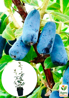 Ексклюзив! Жимолость синьо-сизого кольору "Ягідний пудинг" (Berry Pudding) (преміальний високоврожайний сорт, ранній термін дозрівання)2