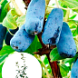 Эксклюзив! Жимолость сине-сизого цвета "Ягодный пудинг" (Berry Pudding) (премиальный высокоурожайный сорт, ранний срок созревания)