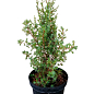 Ялівець 3-х річний "Arnold" С3, висота 40-50см цена