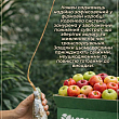 Яблоня "Мельба" (летний сорт, ранний срок созревания) цена