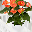 Антуріум (Anthurium) "Prince of Orange"