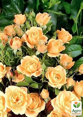 Роза мелкоцветковая (спрей) "Кремова" (саджанець класу АА +) вищий сорт