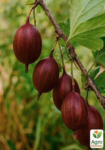 Крыжовник слабошипный "Тиксия" (средне-поздний срок созревания, крупноплодный сорт) - фото 4