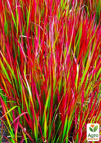 Імперата циліндрична «Ред Барон» (Imperáta cylándrica «Red Baron») - фото 3