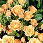 Роза мелкоцветковая (спрей) "Кремовая" (саженец класса АА+) высший сорт