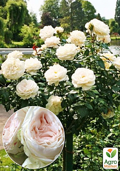 Роза штамбовая "O’Hara" (саженец класса АА+) высший сорт1