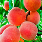 Персик "Эрли ред" (летний сорт, ранний срок созревания)