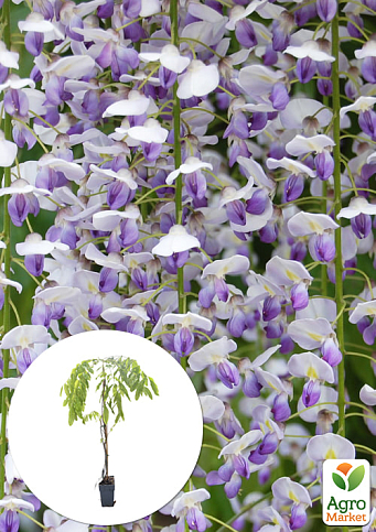 Гліцинія 3-річна китайська "Нага Нода" (Wisteria chinensis Naga Noda) С2, висота саджанця 60-100см
